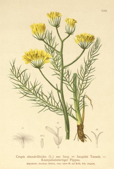 Crepis (Crepis chondrilloides) da German School