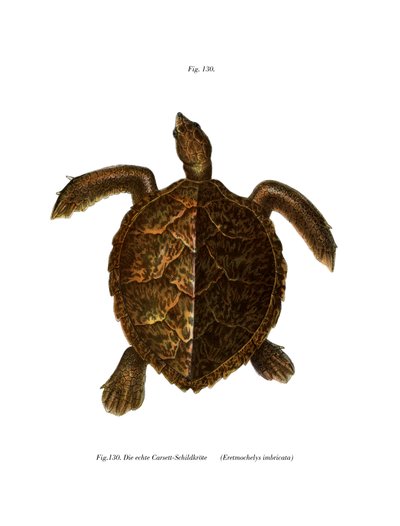 Tartaruga embricata da German School