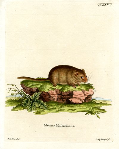 Ghiro nocciola da German School