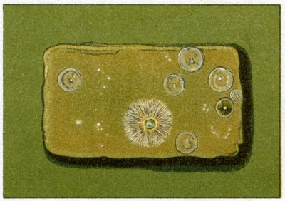 Livelli sani di batteri nell