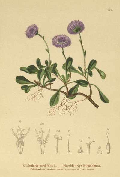 Globularia cordifolia (Globularia cordifolia) da German School