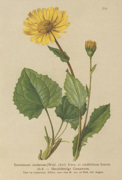 Doronicum a foglie cuoriformi da German School