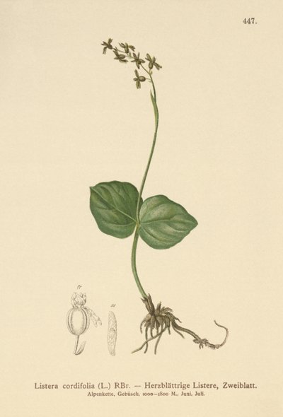 Listera cordata, Listera cordifolia, Neottia cordata da German School