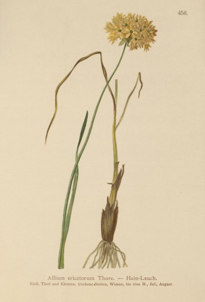 Allium ericetorum, Allium ambiguum, Allium graminifolium da German School