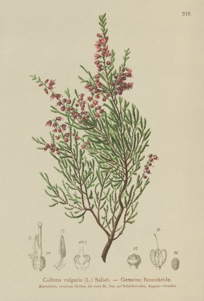 Erica (Calluna vulgaris) da German School