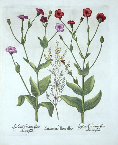 Erica e due tipi di lychnis, da Hortus Eystettensis, di Basil Besler, pub. 1613 da German School
