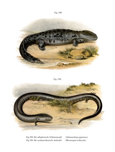 Salamandra gigante da German School