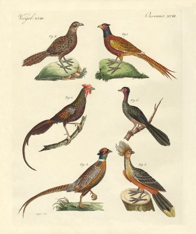 Uccelli simili a galline da German School