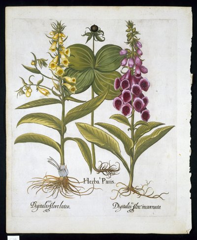 Erba di Parigi (Solanum quadrifolium), Digitale Purpurea (Digitalis Purpurea) Grande Digitale Gialla da Hortus Eystettensis di Basil Besler (1561-1629) pubblicato nel 1613 da German School
