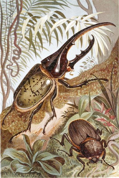 Scarabeo Ercole da German School