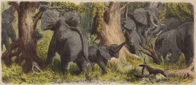 Branco di elefanti in una giungla africana da German School