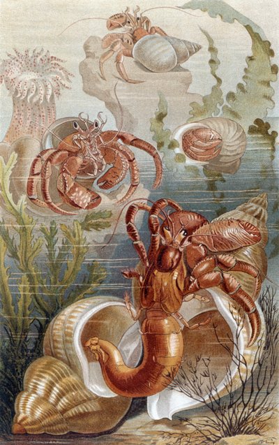 Granchi eremiti, tavola da Brehms Tierleben: Allgemeine Kunde des Tierreichs, vol.10, p.38, pubblicato da Bibliographisches Institut da German School