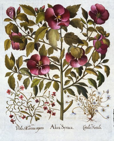 Hibiscus syriacus, Camomilla puzzolente, da Hortus Eystettensis, di Basil Besler, pub. 1613 da German School