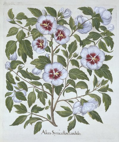 Hibiscus syriacus, da Hortus Eystettensis, di Basil Besler, pub. 1613 da German School