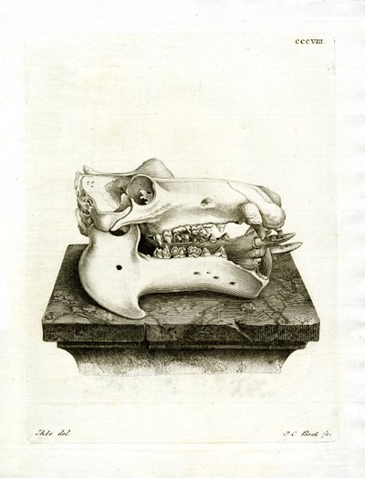 Teschio di Ippopotamo da German School