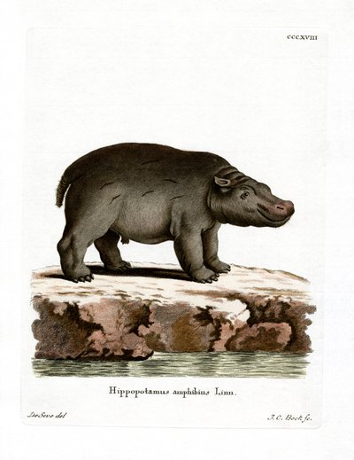 Ippopotamo da German School