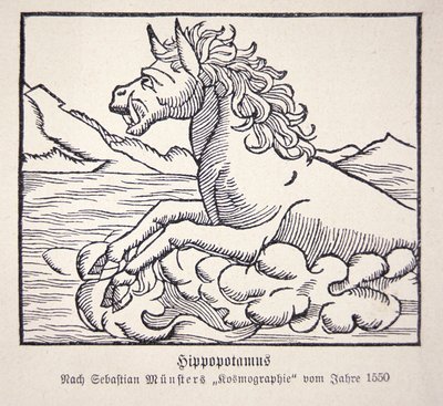Ippopotamo dalla 