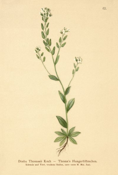 Draba Thomasii da German School