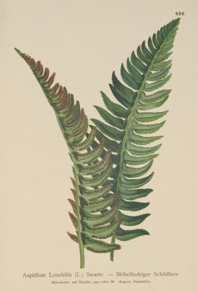 Aspidium Lonchitis da German School