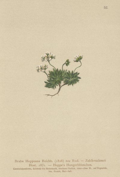 Draba di Hoppe (Draba hoppeana, Draba zahlbruckneri) da German School