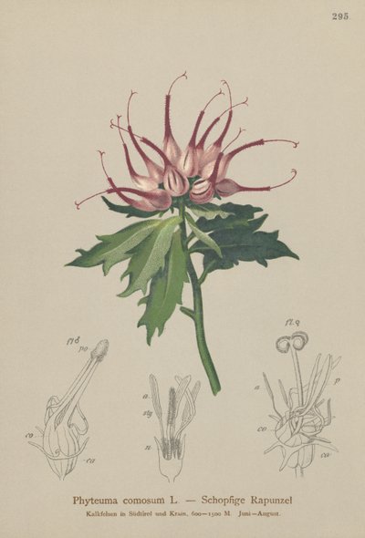 Raponzolo cornuto (Phyteuma comosum, Physoplexis comosa, Syntoma comosum) da German School