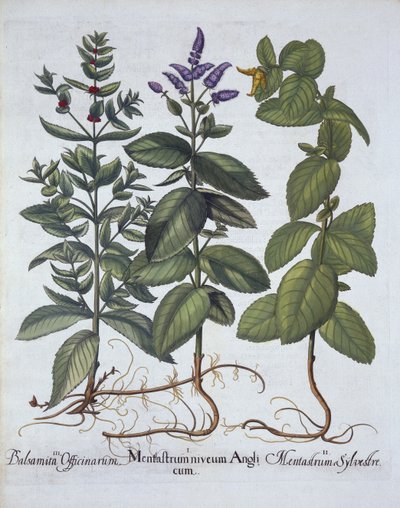 Menta cavallina e menta verde, da Hortus Eystettensis, di Basil Besler, pub. 1613 da German School