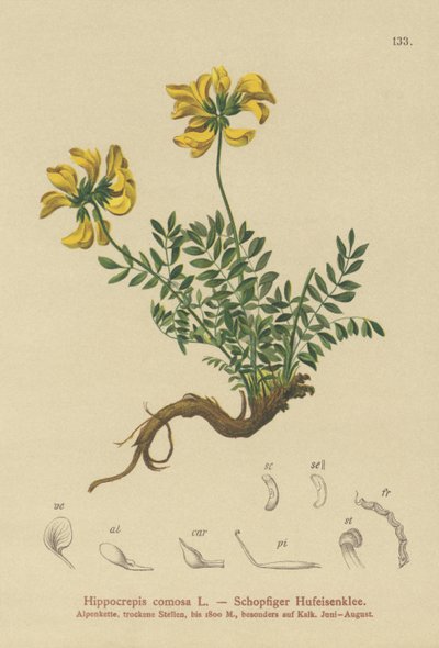 Veccia a ferro di cavallo (Hippocrepis comosa) da German School