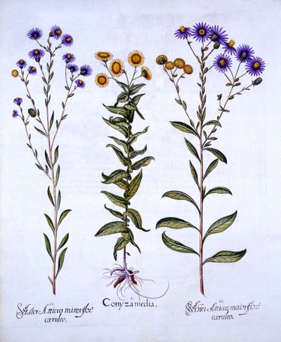 Erigeron e Margherite di San Michele europee, da Hortus Eystettensis, di Basil Besler, pub. 1613 da German School