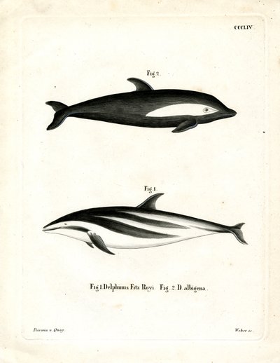 Delfino a clessidra da German School