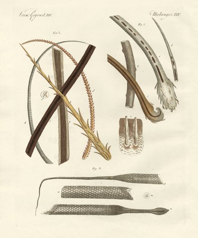 Capelli umani e animali da German School
