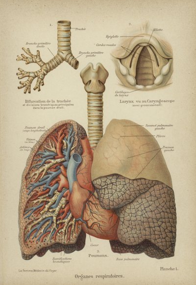 Organi respiratori umani da German School