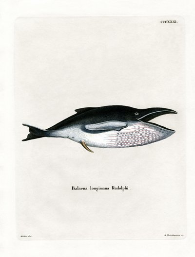 Balena megattera da German School