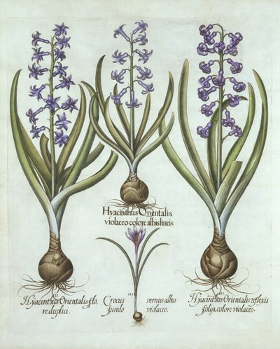 Giacinti e croco autunnale, da Hortus Eystettensis, di Basil Besler, pub. 1613 da German School
