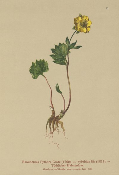 Ranuncolo ibrido (Ranunculus pythora, Ranunculus hybridus) da German School
