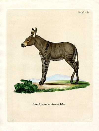 Zebra ibrida da German School