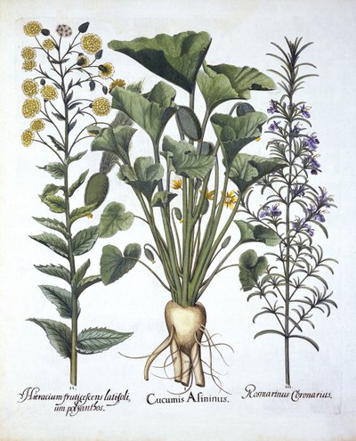 Cetriolo schizzante, Pilosella e Rosmarino, da Hortus Eystettensis, di Basil Besler, pub. 1613 da German School