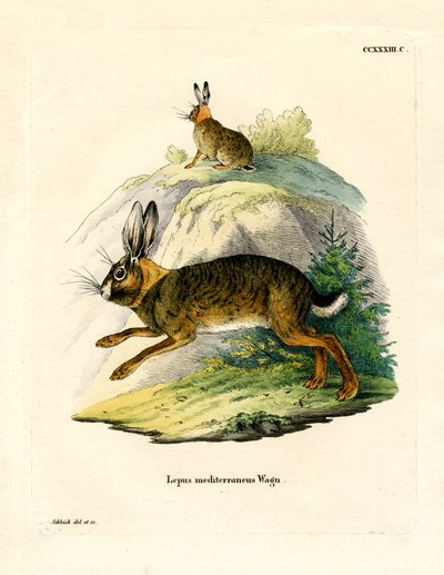 Lepre iberica da German School