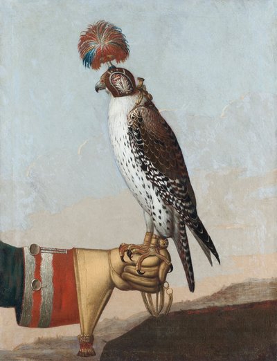 Falco islandese, 1759 da German School