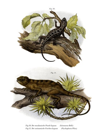Iguana da German School