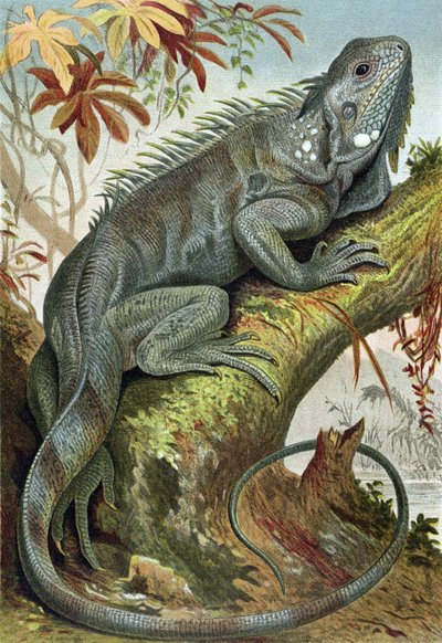 Iguana, tavola da Brehms Tierleben: Allgemeine Kunde des Tierreichs, vol.7, p.88, pubblicato da Bibliographisches Institut, 1892 da German School