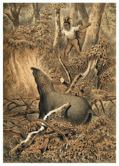 Illustrazione, caccia indiana al tapiro nella foresta amazzonica. In "De Bootslieden der Amazon-River", Karl Muller, Paesi Bassi da German School