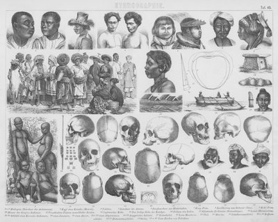 Illustrazione per Bilder-Atlas: Razze e teschi da German School