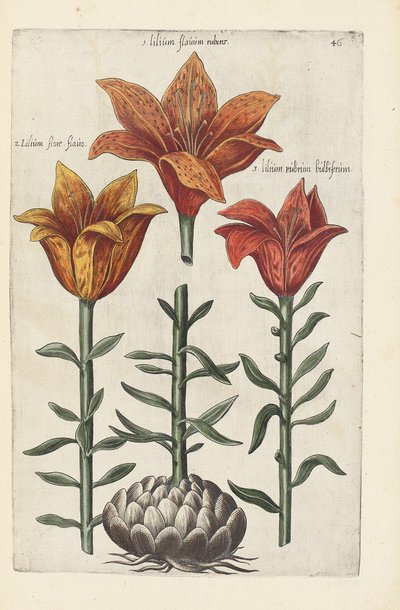 Illustrazione da "Florilegium ... tractans de variis floribus et aliis indicis plantis as vivum delineatum in duabus partis et quatuor linguis concinnatum" di Emanuel Sweert, 1612-14 da German School