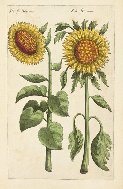 Illustrazione da "Florilegium ... tractans de variis floribus et aliis indicis plantis as vivum delineatum in duabus partis et quatuor linguis concinnatum" di Emanuel Sweert, 1612-14 da German School