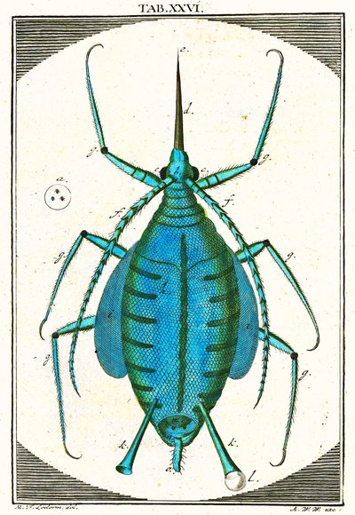 Illustrazione di un afide, Musement Microscopique, 1764 da German School