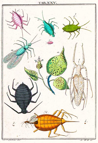 Illustrazione che mostra vari parassiti del giardino, Musement Microscopique, 1764 da German School