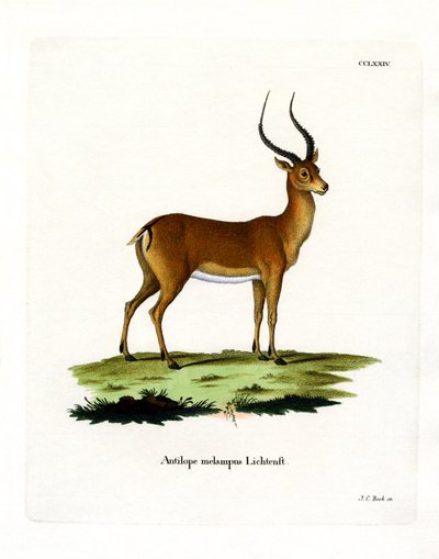 Impala da German School