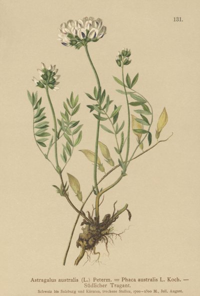 Astragalo indiano (Astragalus australis, Astragalus aboriginum, Phaca australis) da German School