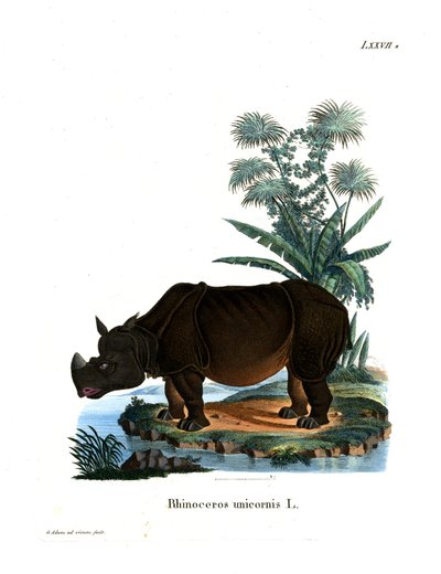 Rinoceronte Indiano da German School