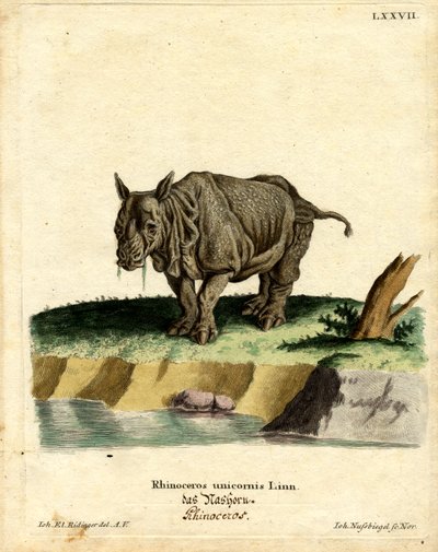 Rinoceronte indiano da German School